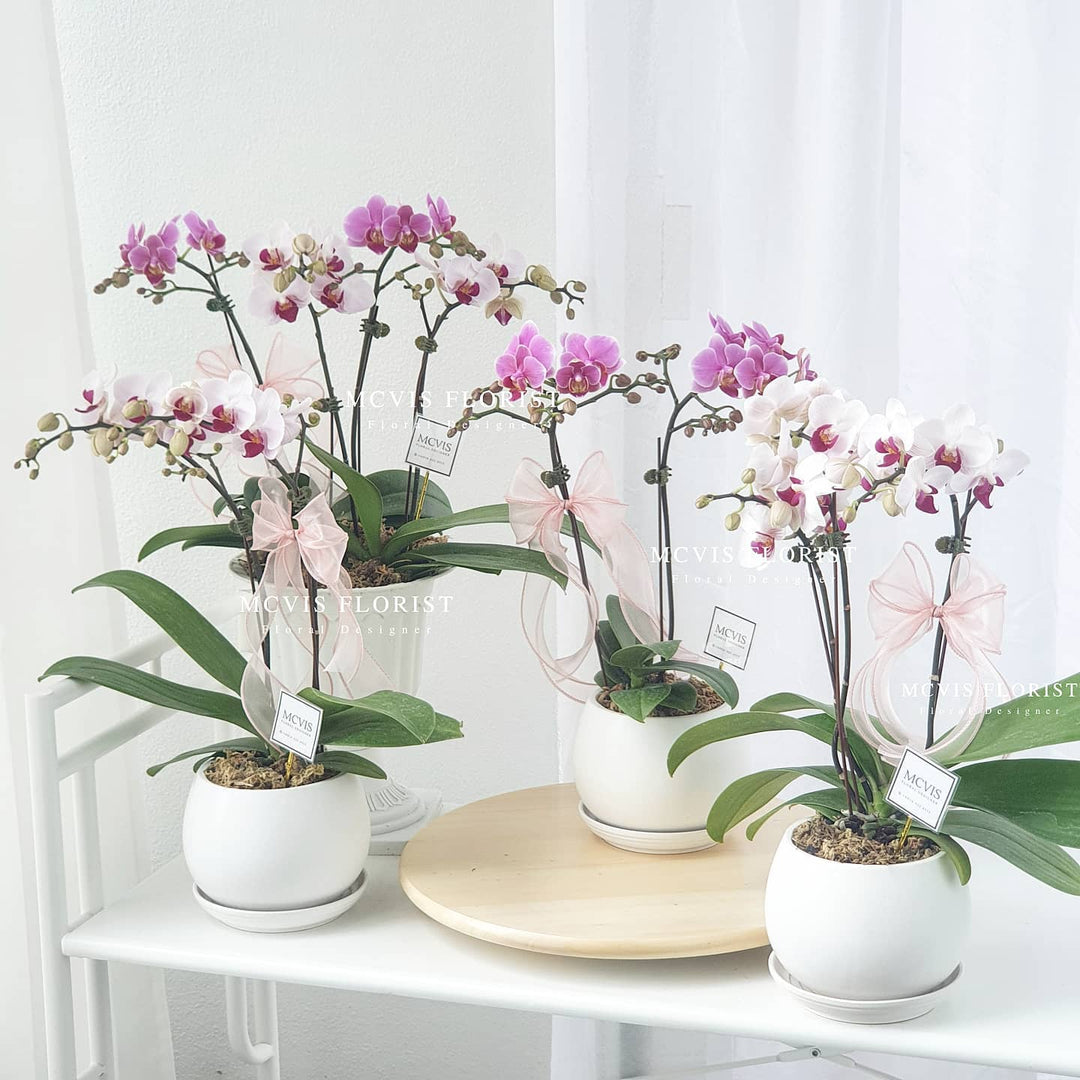 Fresh Orchid Penang