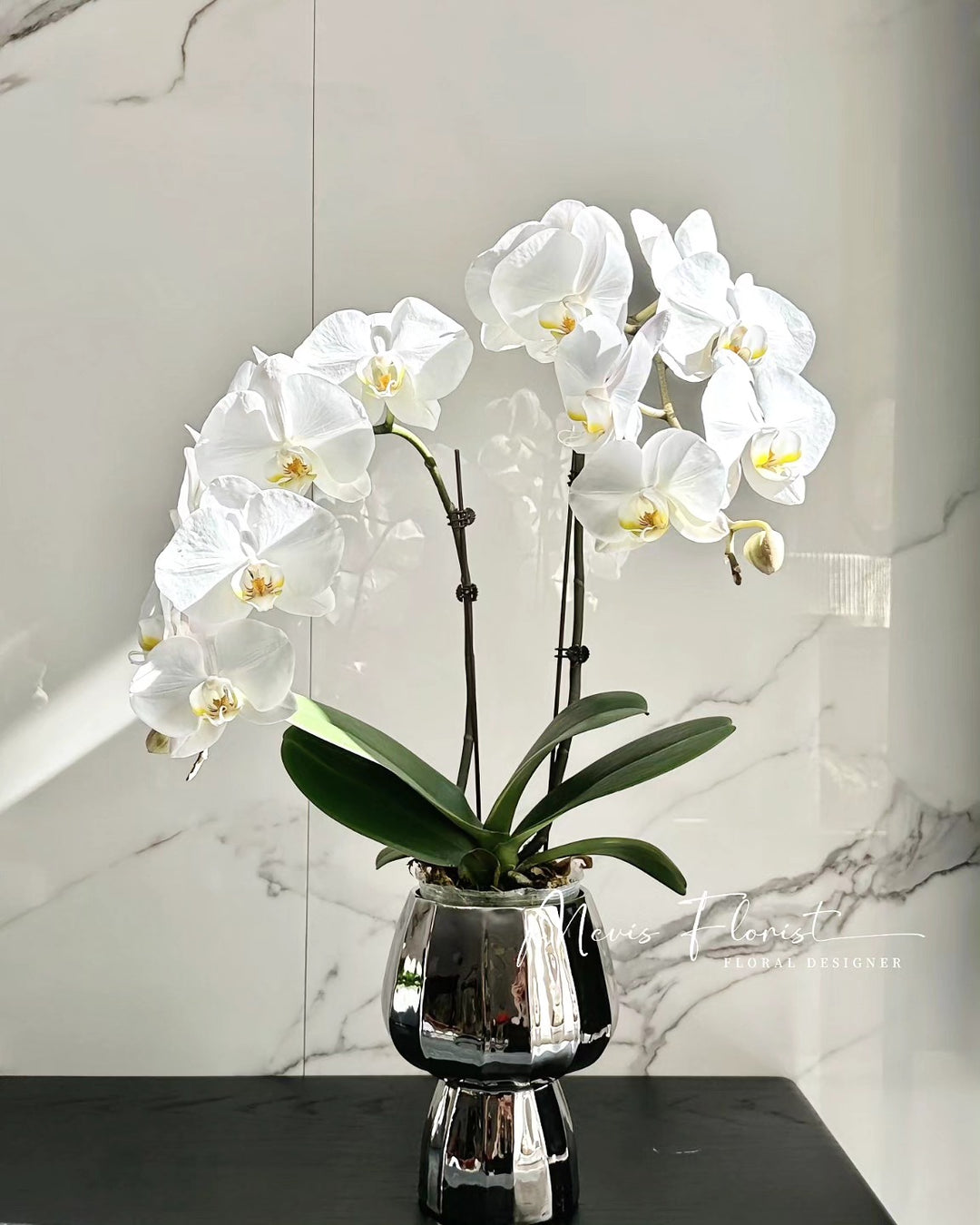 Moth Phalaenopsis Orchids